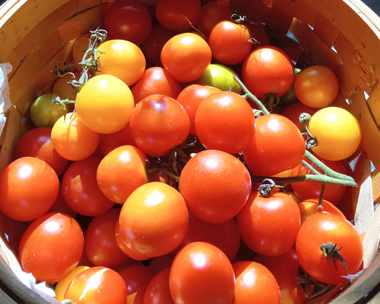 Free Tomato plants from just One
