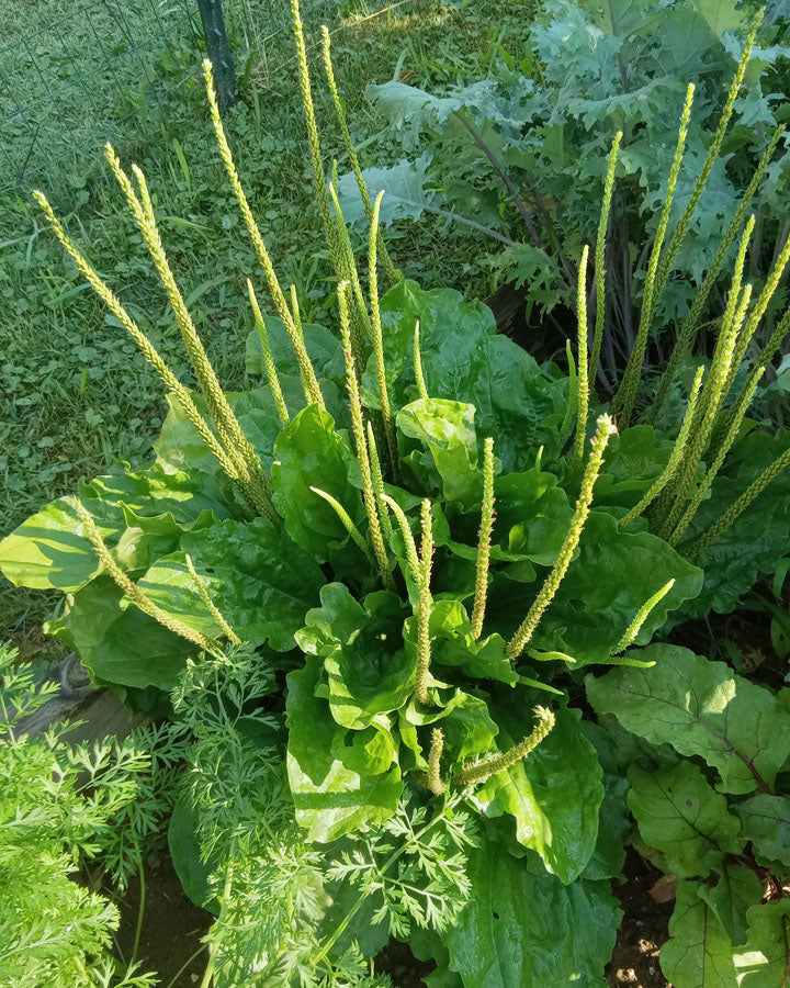 Weeds You Can Eat:  Plantain