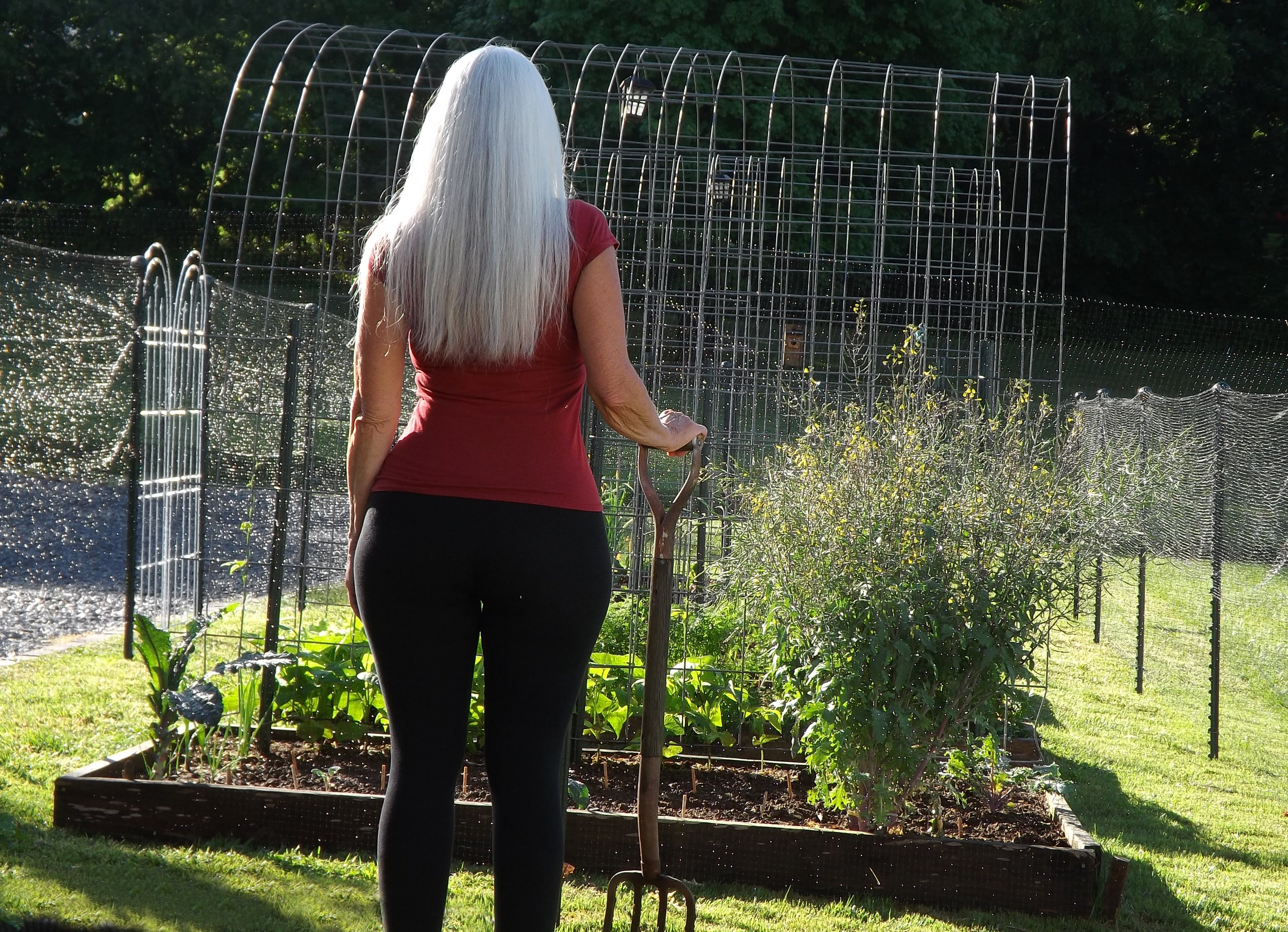 white haired gardener viewing her small backyard organic garden
