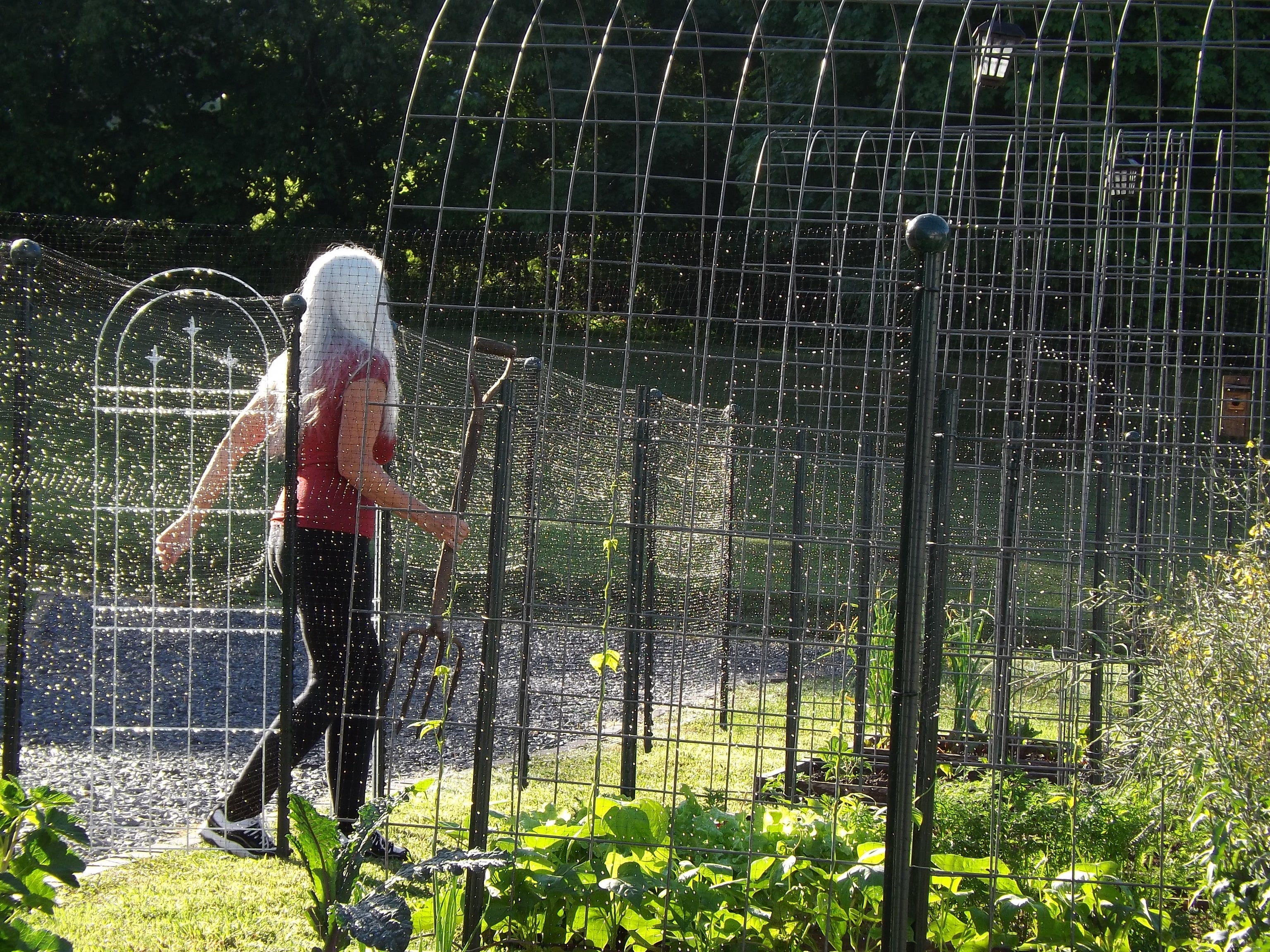 Load video: First garden tour of the white haired gardeners tiny garden